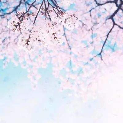 果盘口袋妖怪VS手游下载